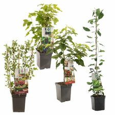 Alberi da frutto per terrazzo