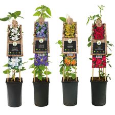 Klimplanten S-Pot 3.0